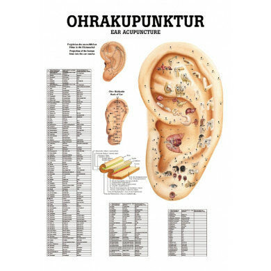 anatomische Mini-Poster: Ohrakupunktur 24 x 34 cm laminiert zweisprachig