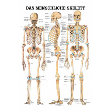 anatomische Mini-Poster: Das Skelett 24 x 34 cm Papier