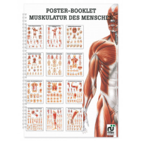 Mini-Poster Booklet: Muskulatur