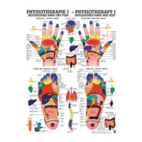 anatomische Poster: Physiotherapie Reflexzonen Hand und...