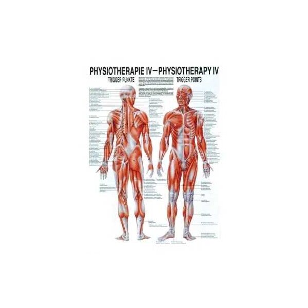 anatomische Poster: Physiotherapie Triggerpunkte, 50 x 70 cm, Papier zweisprachig