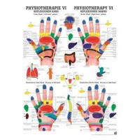 anatomische Poster: Physiotherapie Reflexzonen Hand, 50 x...