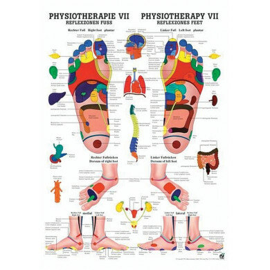 anatomische Poster: Physiotherapie Reflexzonen Fuß 50 x 70 cm laminiert zweisprachig