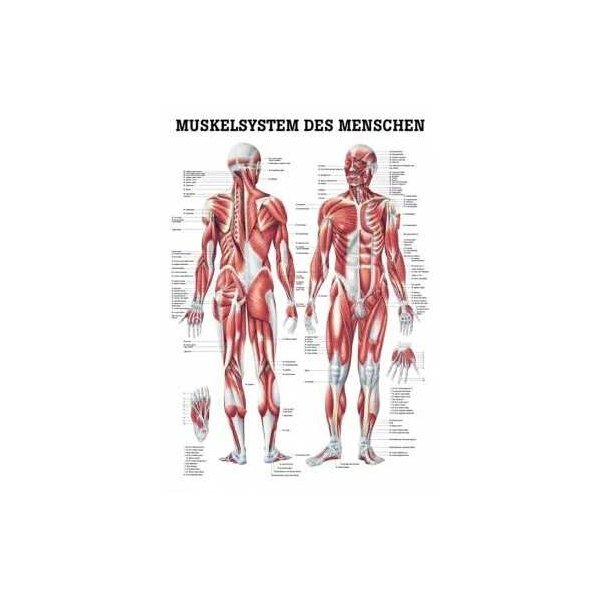 anatomische Poster: Muskelsystem des Menschen 50 x 70 cm, Papier