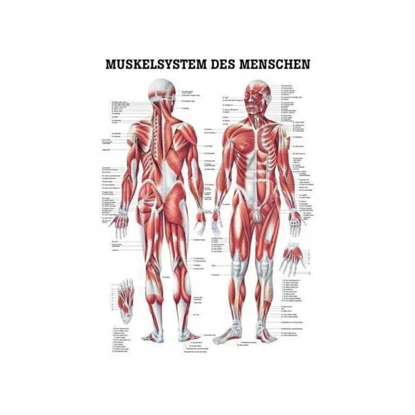 anatomische Poster: Gefäßsystem 50 x 70 cm laminiert