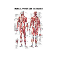 anatomische Poster: Gefäßsystem 50 x 70 cm...