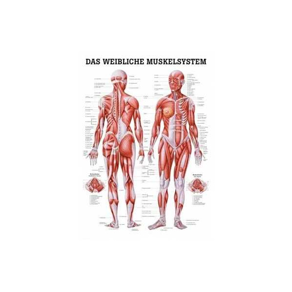 anatomische Poster: Weibliche Muskeln 50 x 70 cm, laminiert