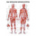 anatomische Poster: Weibliche Muskeln 50 x 70 cm, laminiert