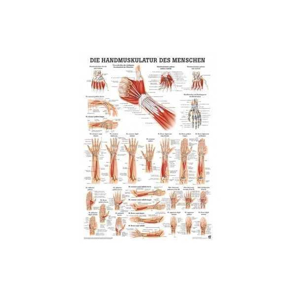 anatomische Poster: Handmuskulatur des Menschen 50 x 70 cm, Papier