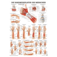 anatomische Poster: Handmuskulatur des Menschen 50 x 70...