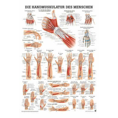 anatomische Poster: Die Handmuskulatur des Menschen 50 x 70 cm laminiert