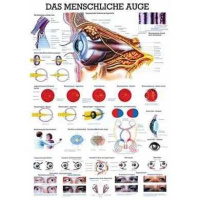 anatomische Lehrtafel: Das menschliche Auge 70 x 100 cm,...