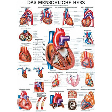 anatomische Lehrtafel: Das menschliche Herz 70 x 100 cm laminiert