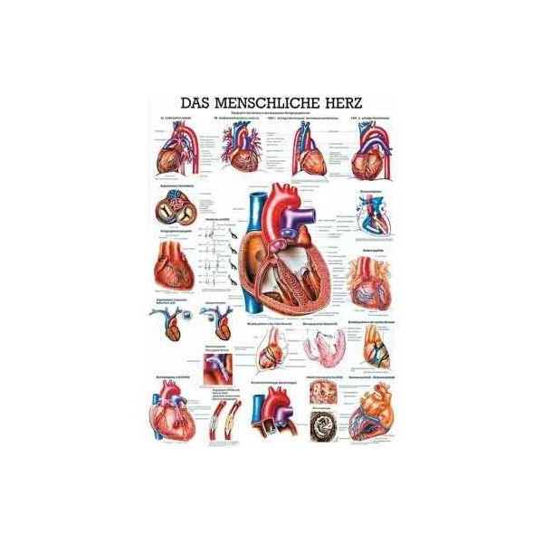 anatomische Lehrtafel: Das menschliche Herz 70 x 100 cm, laminiert