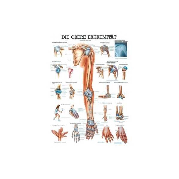 anatomische Lehrtafel: Die obere Extremität 70 x 100 cm, laminiert