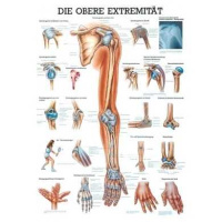 anatomische Lehrtafel: Die obere Extremität 70 x 100...