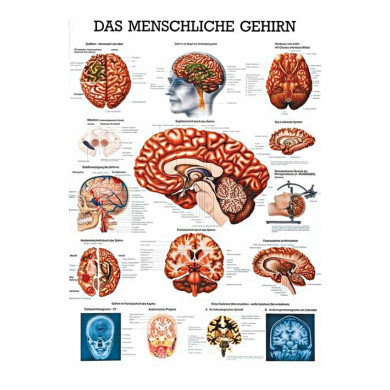 anatomische Lehrtafel: Das menschliche Gehirn 70 x 100 cm laminiert