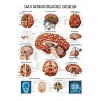 anatomische Lehrtafel: Das menschliche Gehirn 70 x 100...