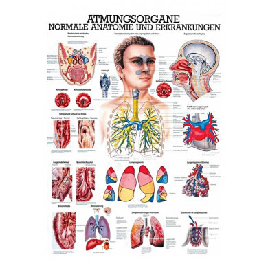 anatomische Lehrtafel: Die Atmungsorgane 70 x 100 cm laminiert
