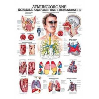 anatomische Lehrtafel: Die Atmungsorgane 70 x 100 cm,...