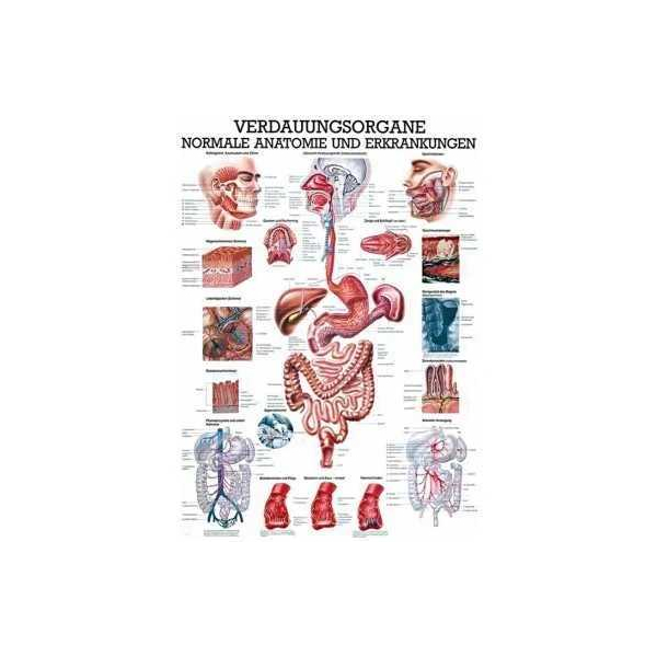 anatomisch Lehrtafel: Die Verdauungsorgane 70 x 100 cm, laminiert