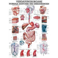 anatomisch Lehrtafel: Die Verdauungsorgane 70 x 100 cm,...
