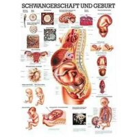 anatomische Lehrtafel: Schwangerschaft, Geburt 70 x 100...