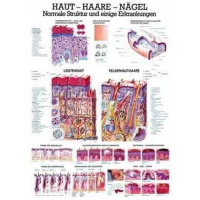 anatomische Lehrtafel: Haut - Haare - Nägel 70 x 100...