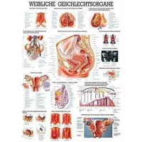 anatomische Lehrtafel: Weibl.Geschlechtsorgane 70 x 100...