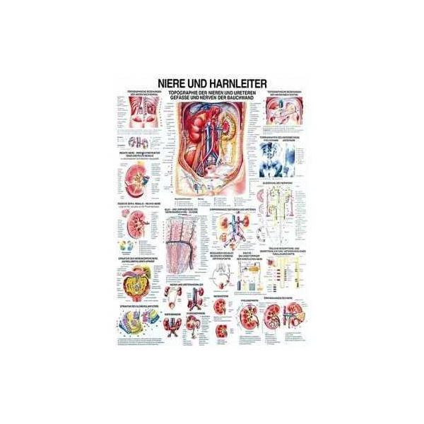 anatomische Lehrtafel: Niere und Harnleiter 70 x 100 cm, laminiert