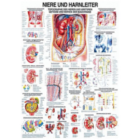 anatomische Lehrtafel: Niere und Harnleiter 70 x 100 cm...