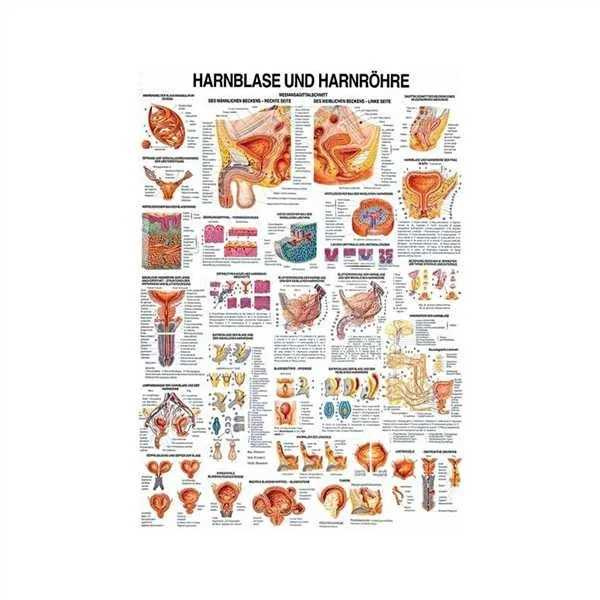 anatomische Lehrtafel: Harnblase und Harnröhre 70 x 100 cm laminiert