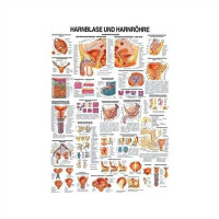 anatomische Lehrtafel: Harnblase und Harnröhre 70 x...