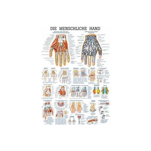 anatomische Lehrtafel: Die menschliche Hand 70 x 100 cm, laminiert