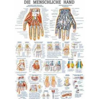 anatomische Lehrtafel: Die menschliche Hand 70 x 100 cm,...