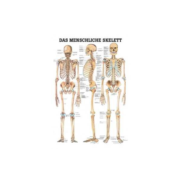 anat.Lehrtafel: Das menschliche Skelett 70 x 100 cm, laminiert