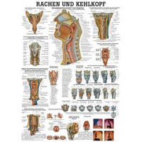 anatomische Lehrtafel: Rachen und Kehlkopf 70 x 100 cm...