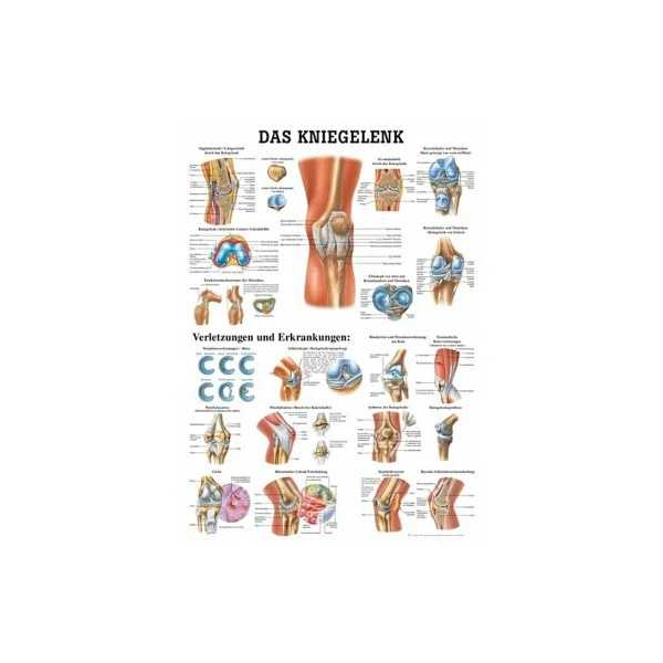 anatomische Lehrtafel Das Kniegelenk 70 x 100 cm laminiert