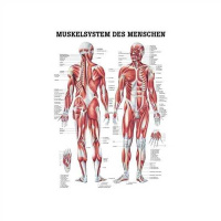 anatomische Lehrtafel: Die weibliche Brust 70 x 100 cm...