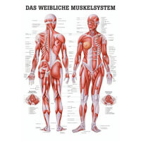 anatomische Lehrtafel: Weibliches Muskelsystem 70 x 100...