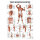 anatomische Lehrtafel: Tiefe Muskeln Frontansicht 70 x 100 cm laminiert