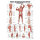 anatomische Lehrtafel: Tiefe Muskeln Rückansicht 70 x 100 cm laminiert
