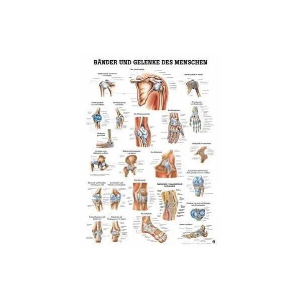 anatomische Lehrtafel: Bänder und Gelenke 70 x 100 cm, laminiert