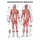 anatomische Lehrtafel: Männliches Muskelsystem 70 x 100 cm laminiert