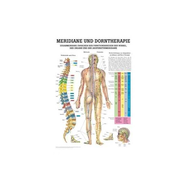 anatomische Lehrtafel: Dorntherapie und Meridiane, 70 x 100 cm, Papier