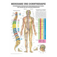 anatomische Lehrtafel: Dorntherapie und Meridiane 70 x...