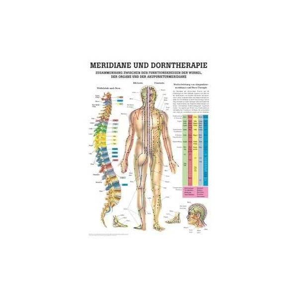 anatomische Lehrtafel Dorntherapie und Meridiane 70 x 100 cm laminiert
