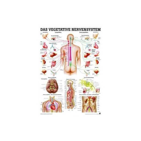 anatomische Lehrtafel Das vegetative Nervensystem 70 x 100 cm laminiert