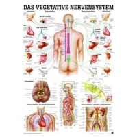 anatomische Lehrtafel Das vegetative Nervensystem 70 x...