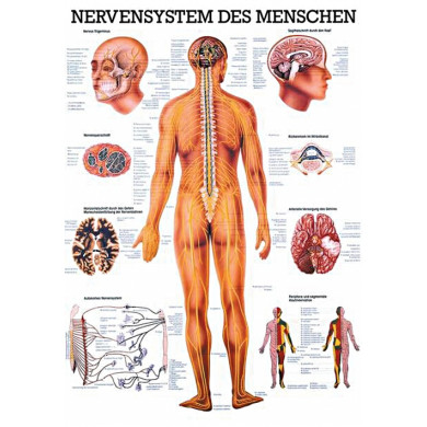 anatomische Lehrtafel: Nervensystem des Menschen 70 x 100 cm laminiert